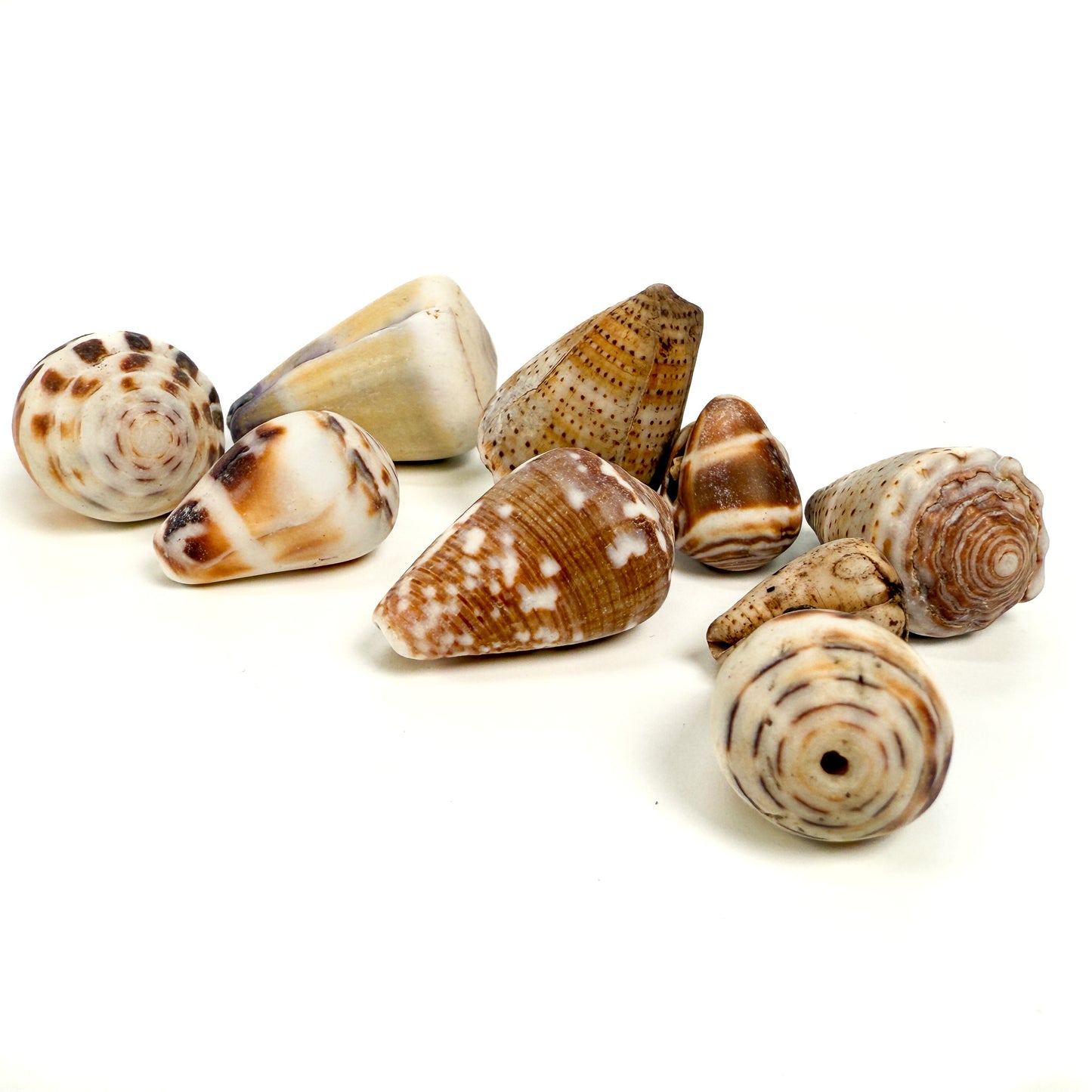 Hawaiian Cone Shell Undrilled (1 pc/P3429)-The Bead Gallery Honolulu