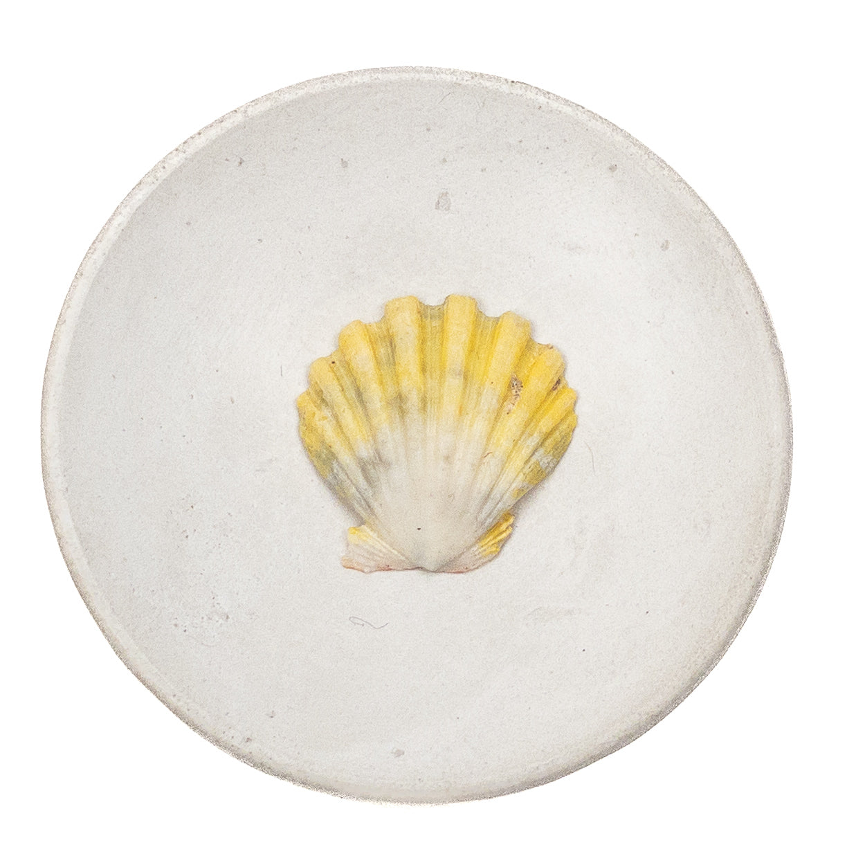 Basic Light Yellow Hawaiian Sunrise Shell - 1 pc.