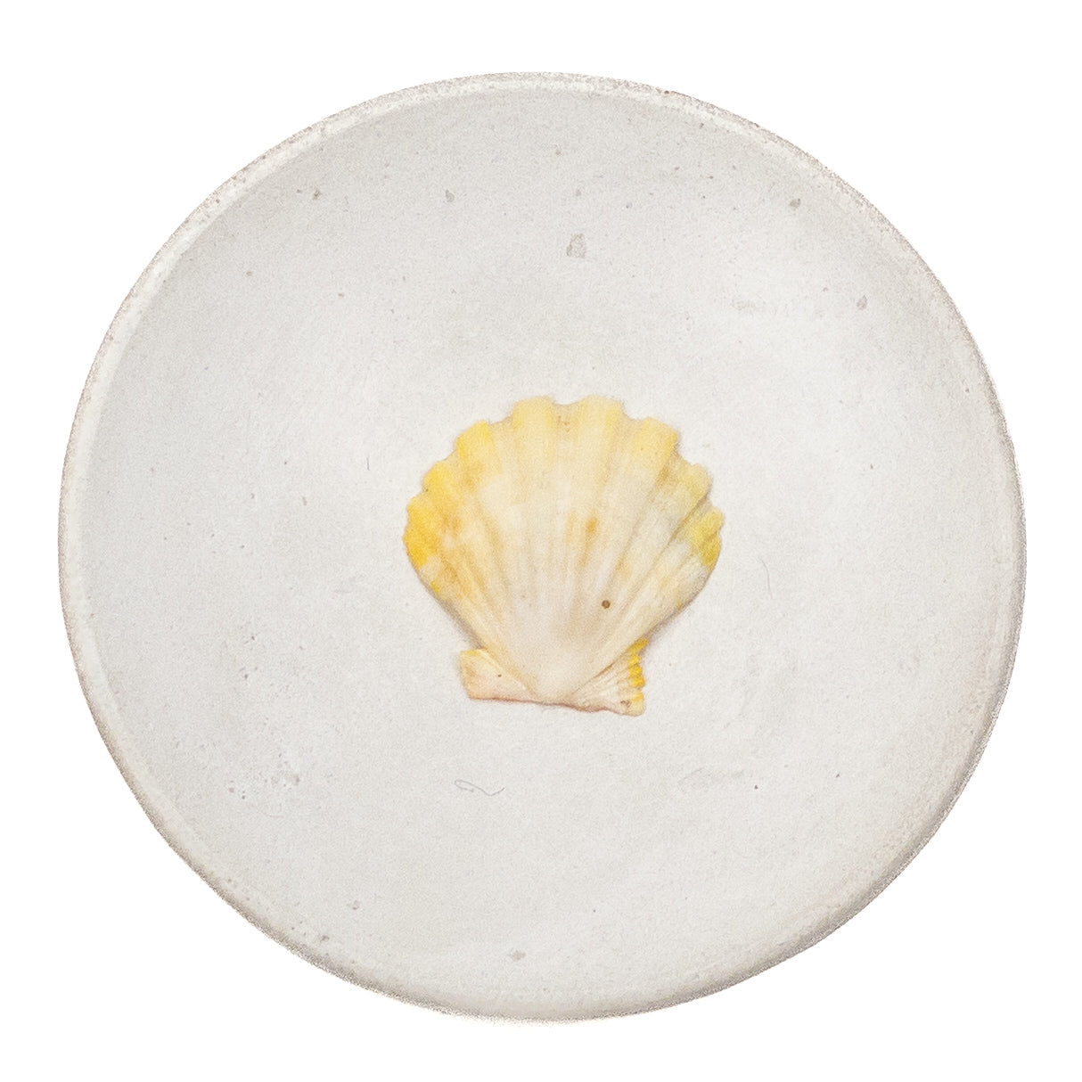 Basic Light Yellow Hawaiian Sunrise Shell - 1 pc.