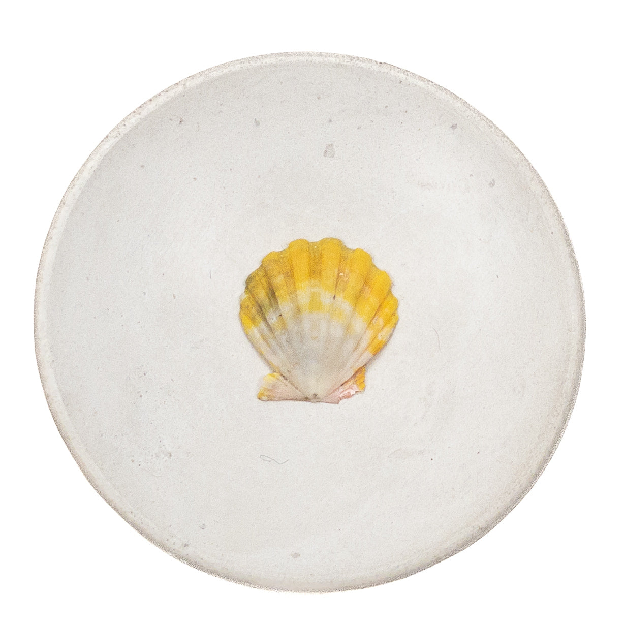 Basic Light Yellow Hawaiian Sunrise Shell - 1 pc.