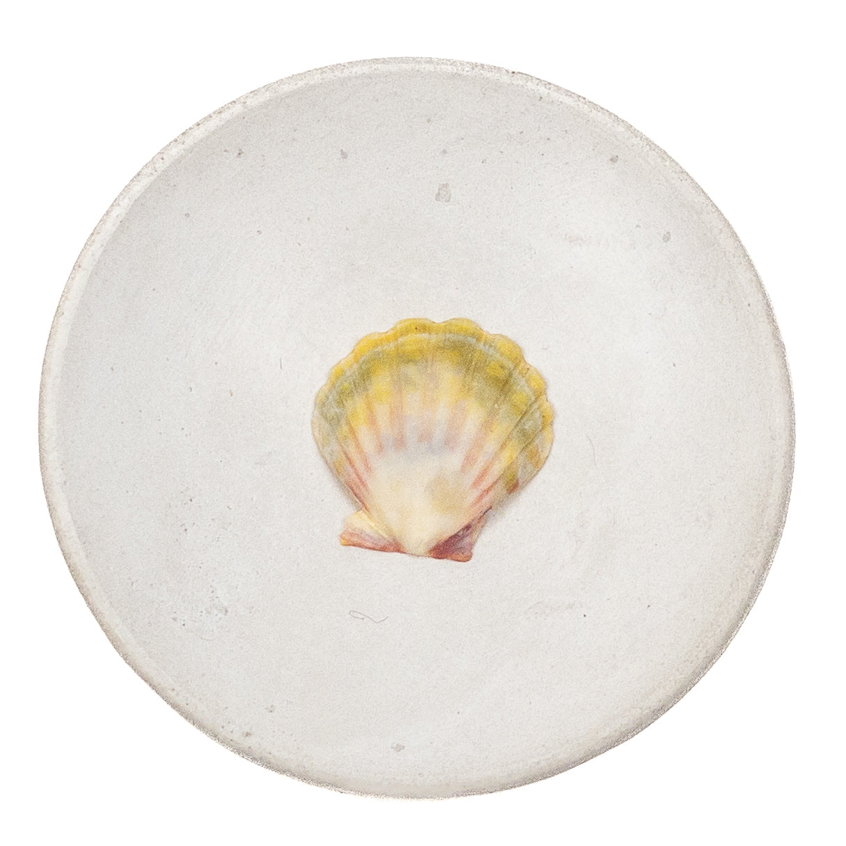 Basic Light Yellow Hawaiian Sunrise Shell - 1 pc.