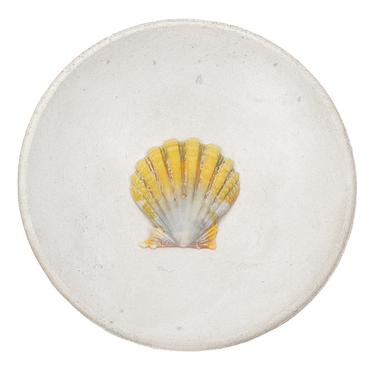 Basic Light Yellow Hawaiian Sunrise Shell - 1 pc.