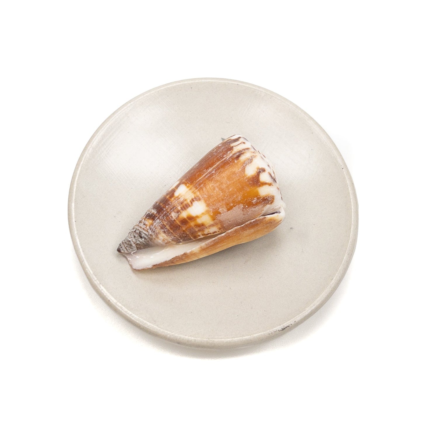 Deluxe Drilled Hawaiian Cone Shell - 1 pc.