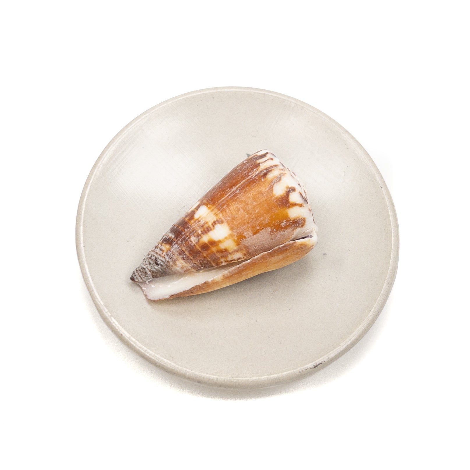 Deluxe Drilled Hawaiian Cone Shell - 1 pc.