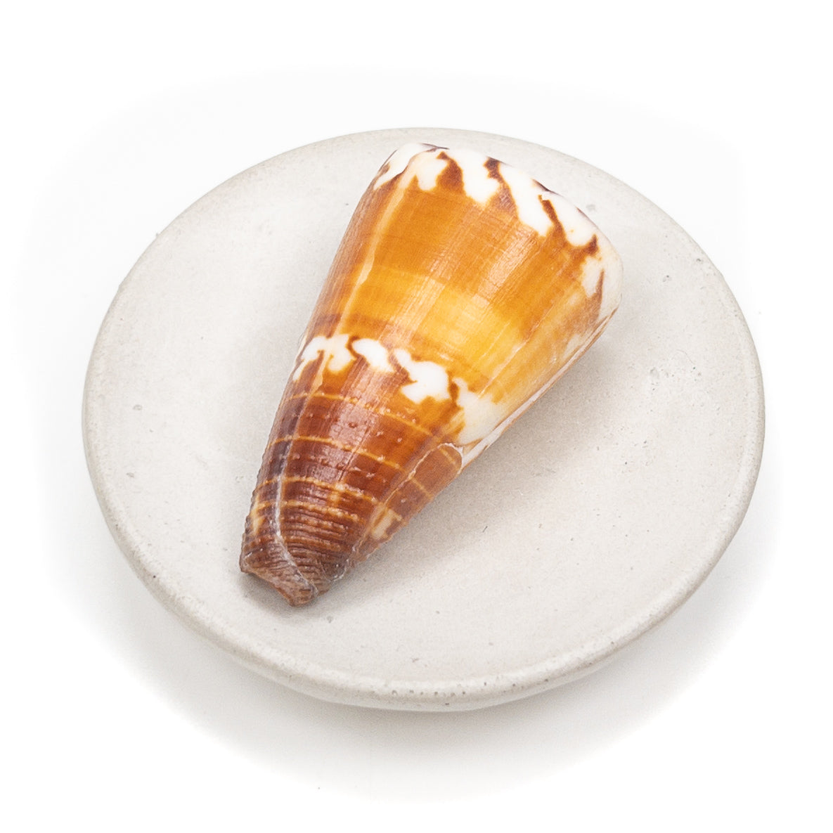 Deluxe Drilled Hawaiian Cone Shell - 1 pc.