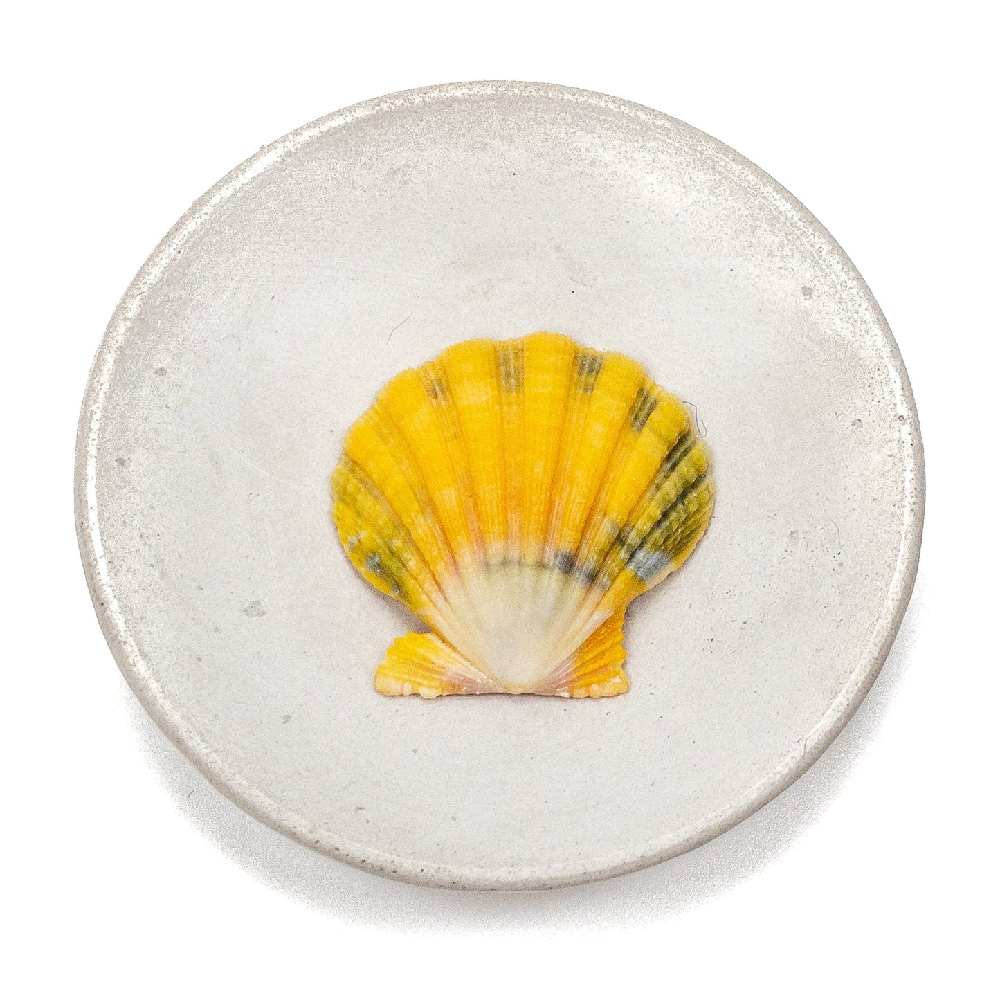 Hawaiian Sunrise Shell (Medium/Large) - 1 pc.