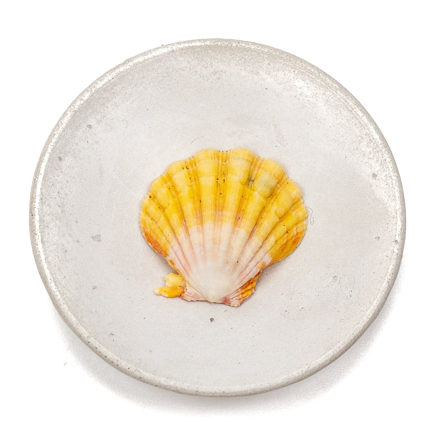 Hawaiian Sunrise Shell (Medium/Large) - 1 pc.