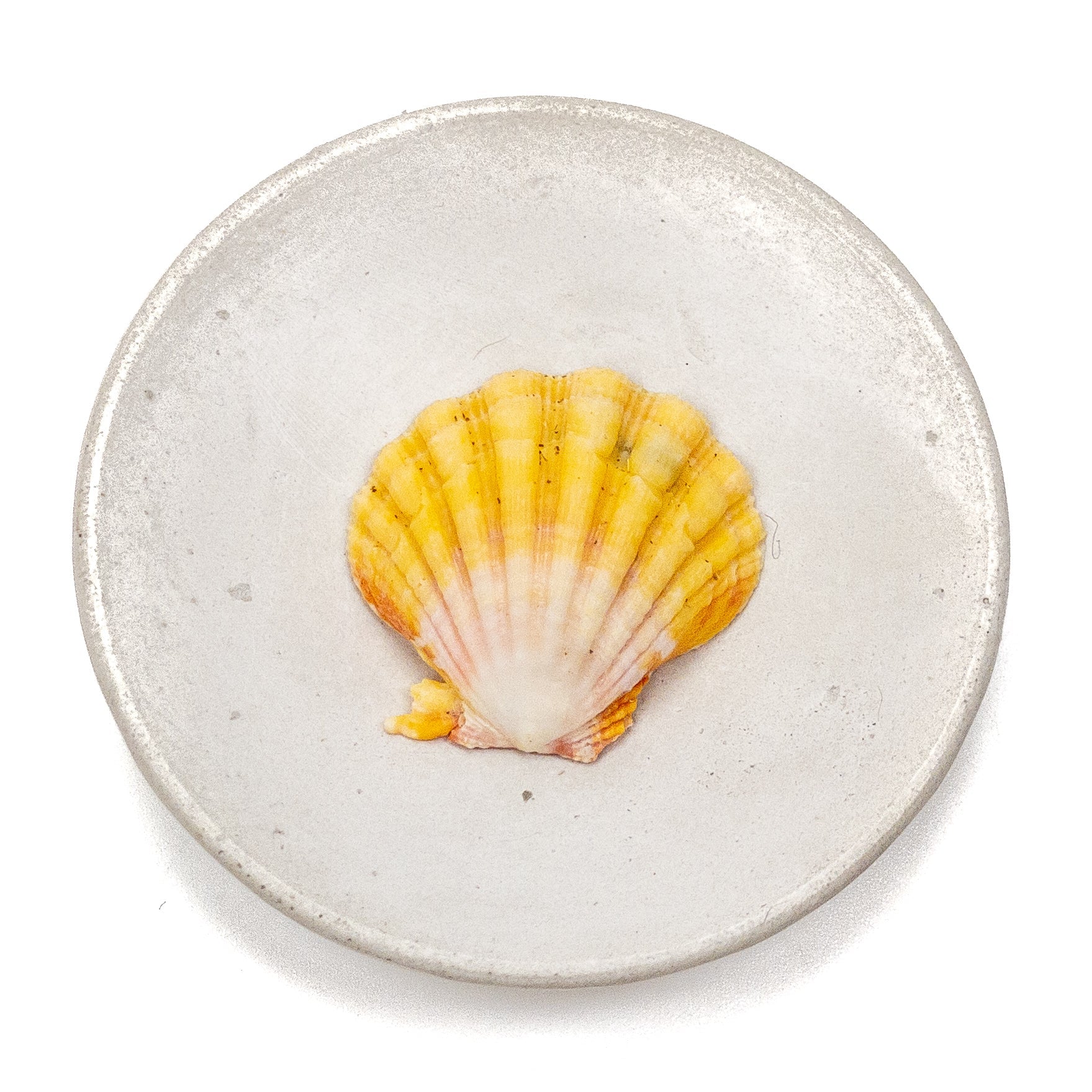 Hawaiian Sunrise Shell (Medium/Large) - 1 pc.