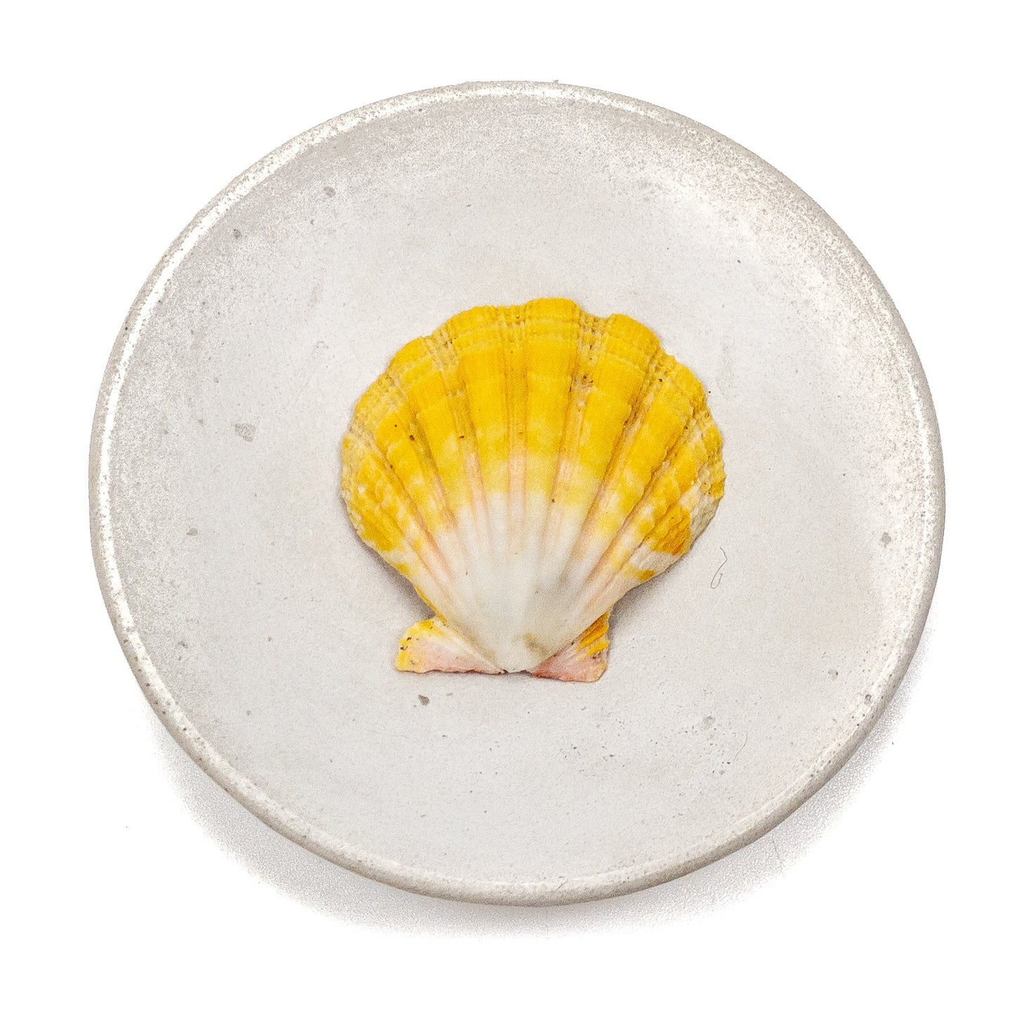 Hawaiian Sunrise Shell (Medium/Large) - 1 pc.