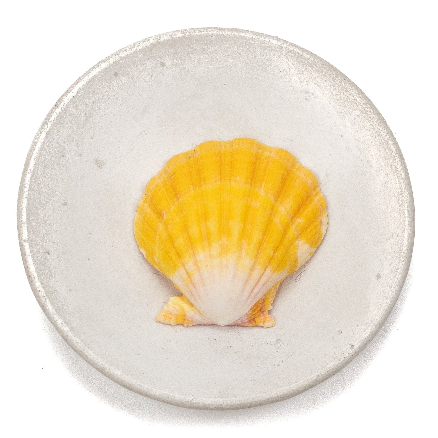 Hawaiian Sunrise Shell (Medium/Large) - 1 pc.