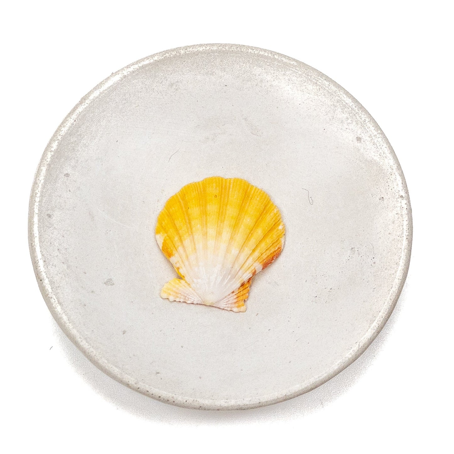 Hawaiian Sunrise Shell (Medium/Large) - 1 pc.