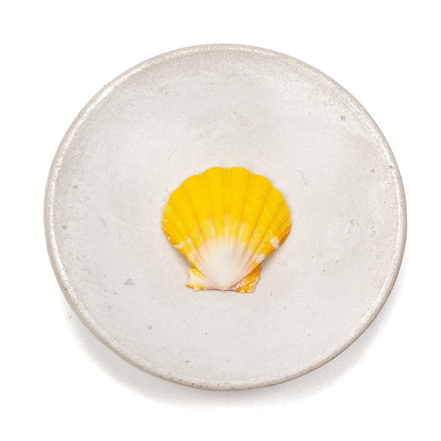 Hawaiian Sunrise Shell (Medium/Large) - 1 pc.