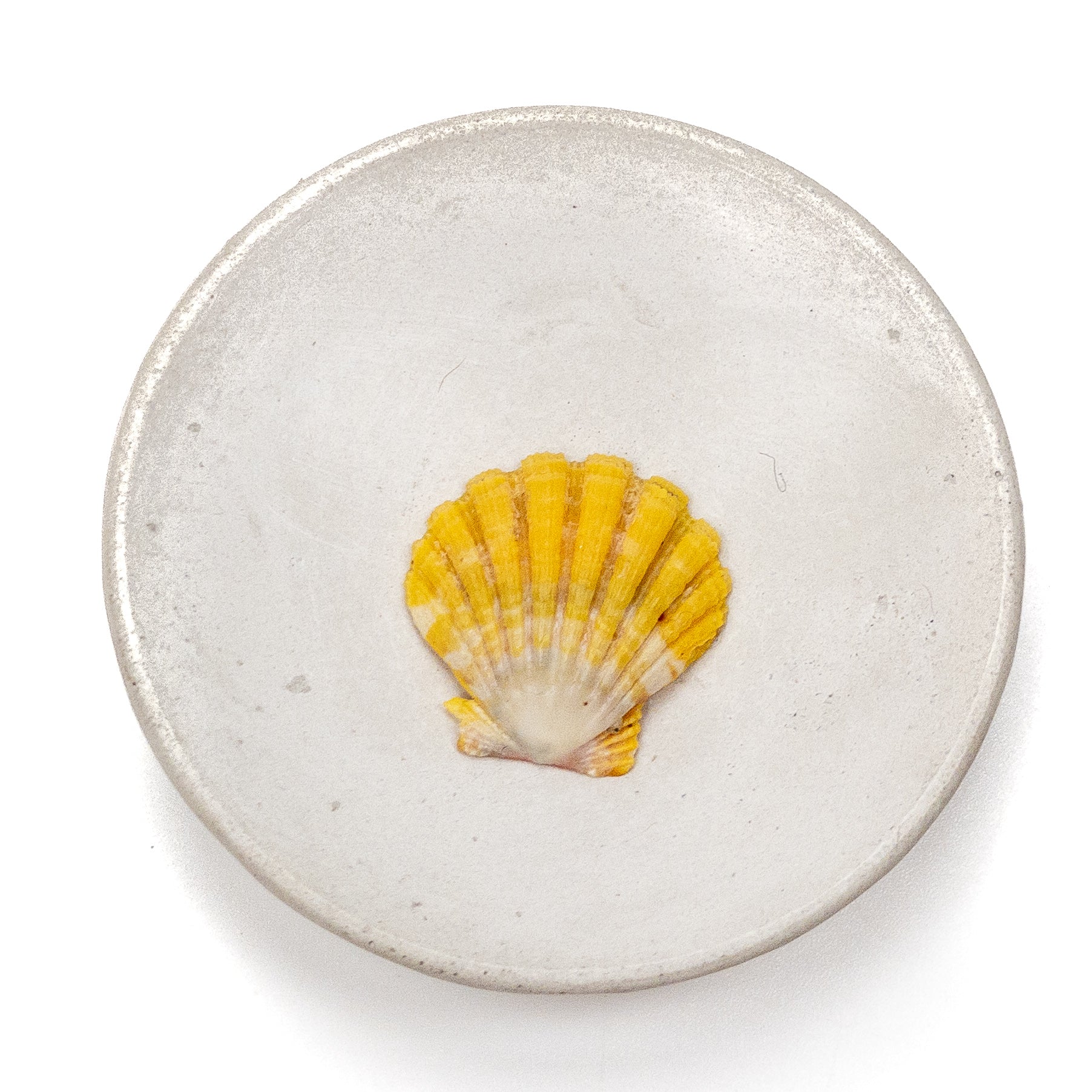 Hawaiian Sunrise Shell (Medium/Large) - 1 pc.