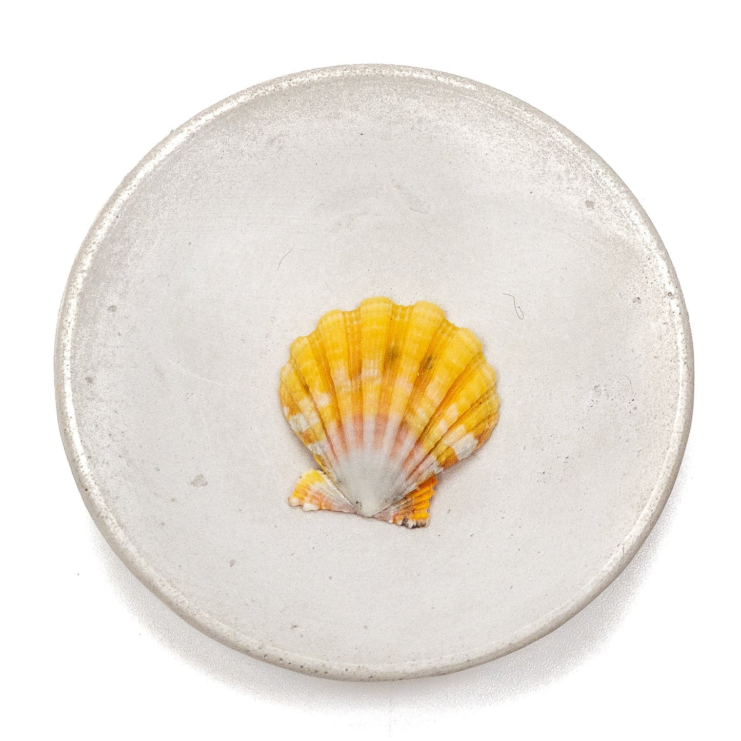 Hawaiian Sunrise Shell (Medium/Large) - 1 pc.