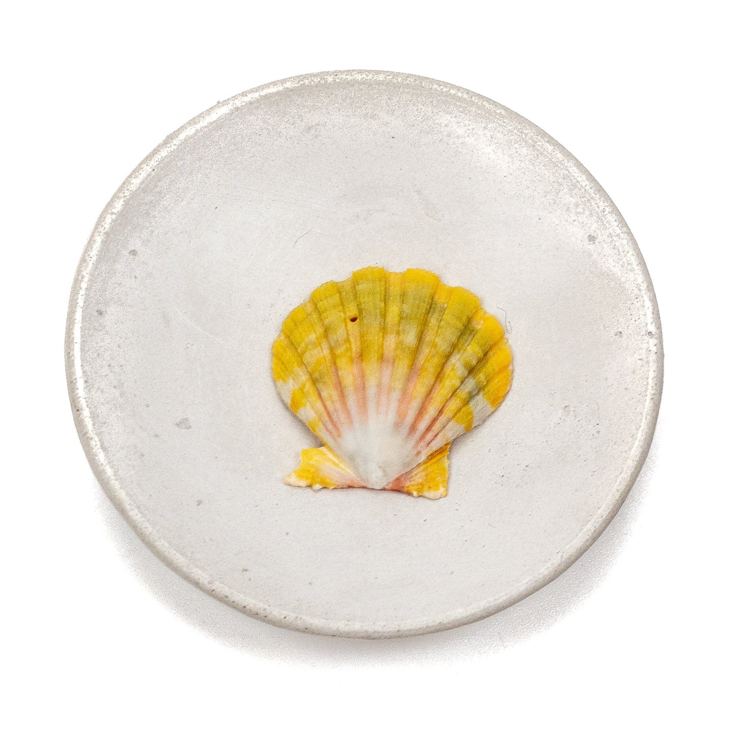 Hawaiian Sunrise Shell (Medium/Large) - 1 pc.