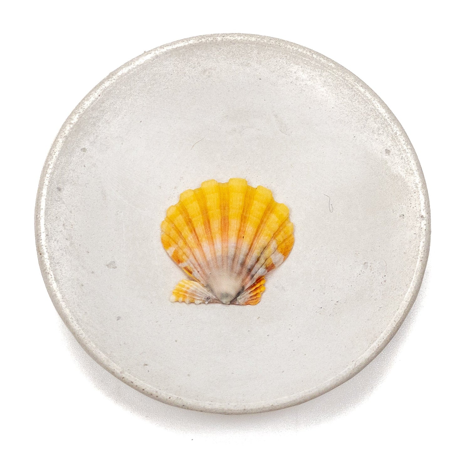 Hawaiian Sunrise Shell (Medium/Large) - 1 pc.