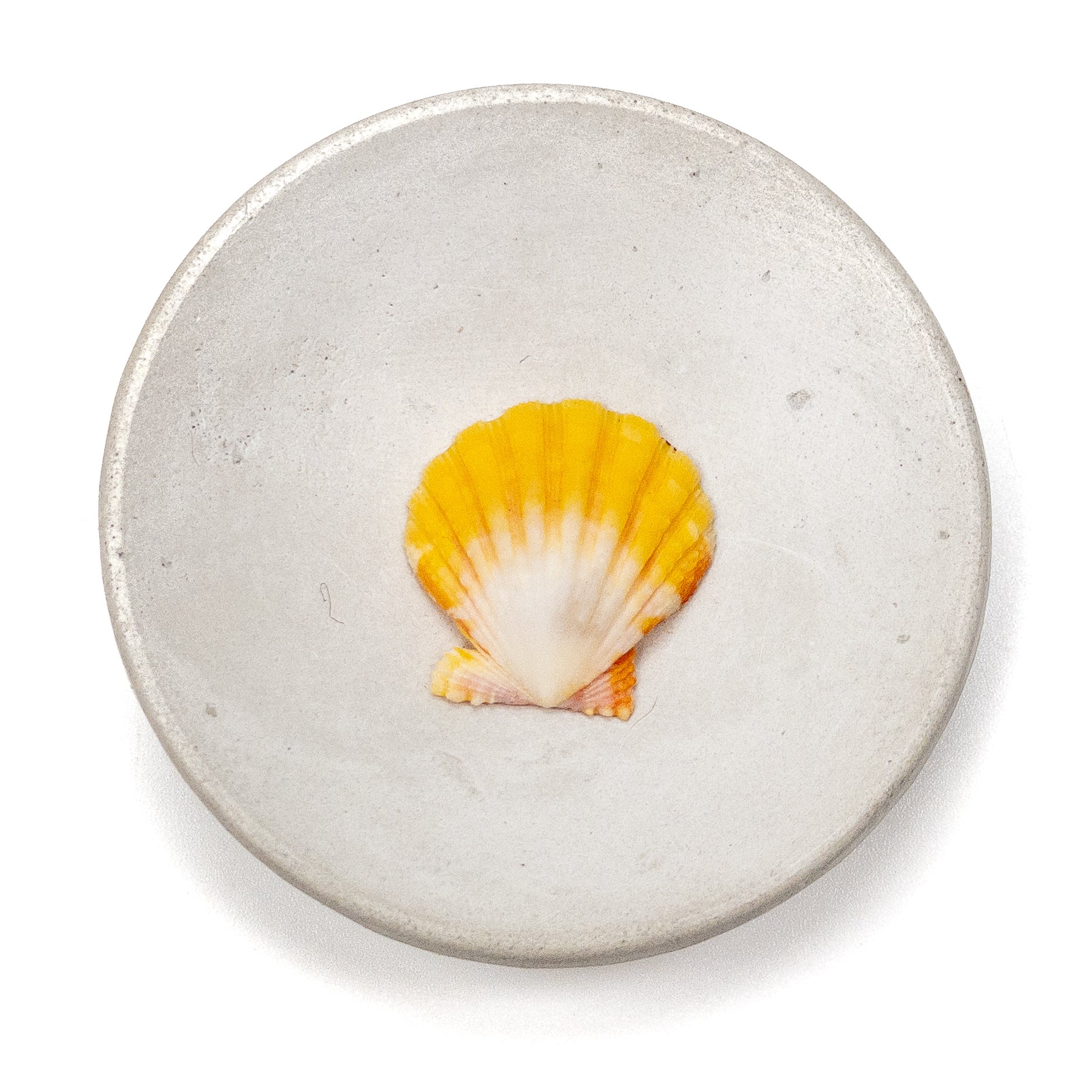 Hawaiian Sunrise Shell (Small/Medium) - 1 pc.