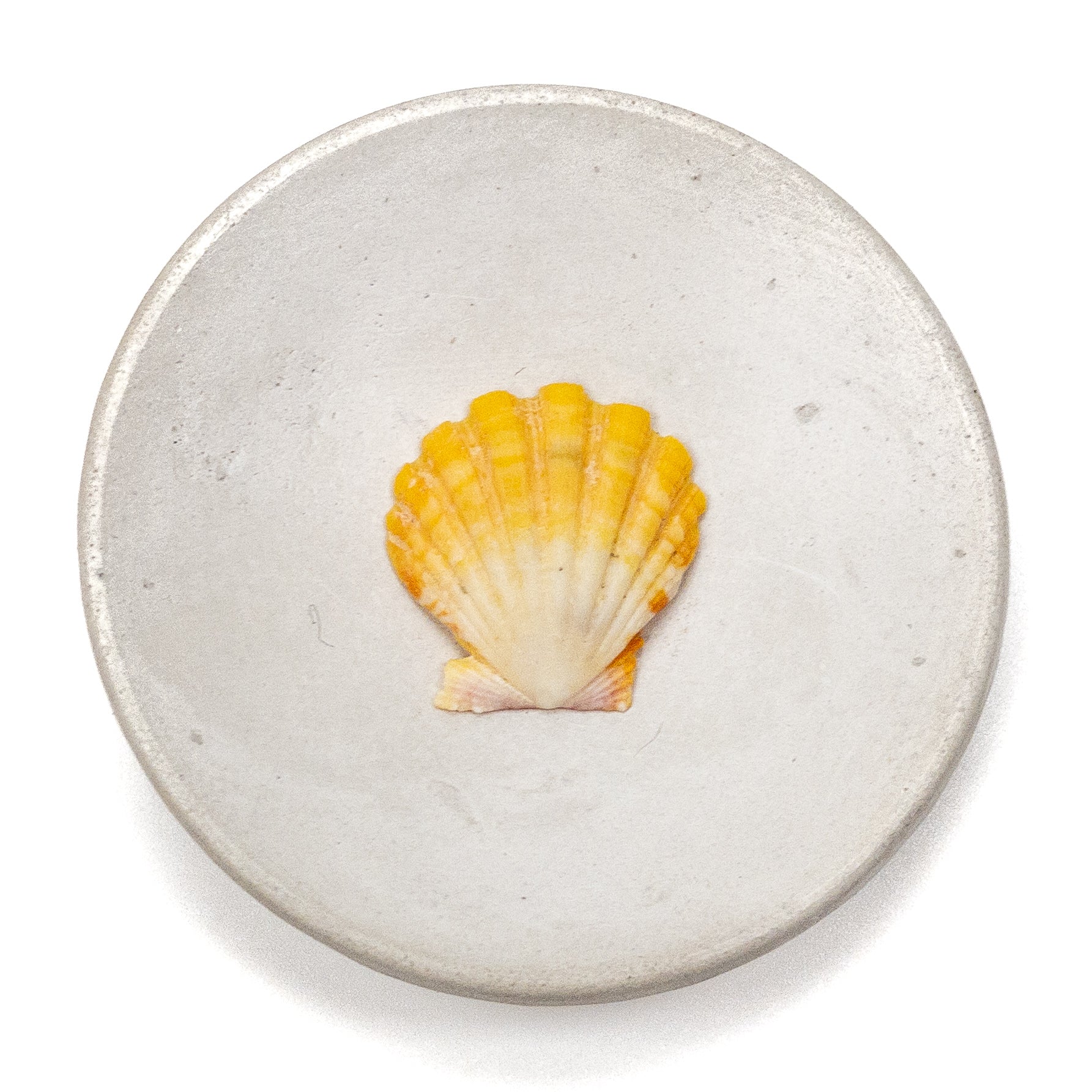 Hawaiian Sunrise Shell (Small/Medium) - 1 pc.