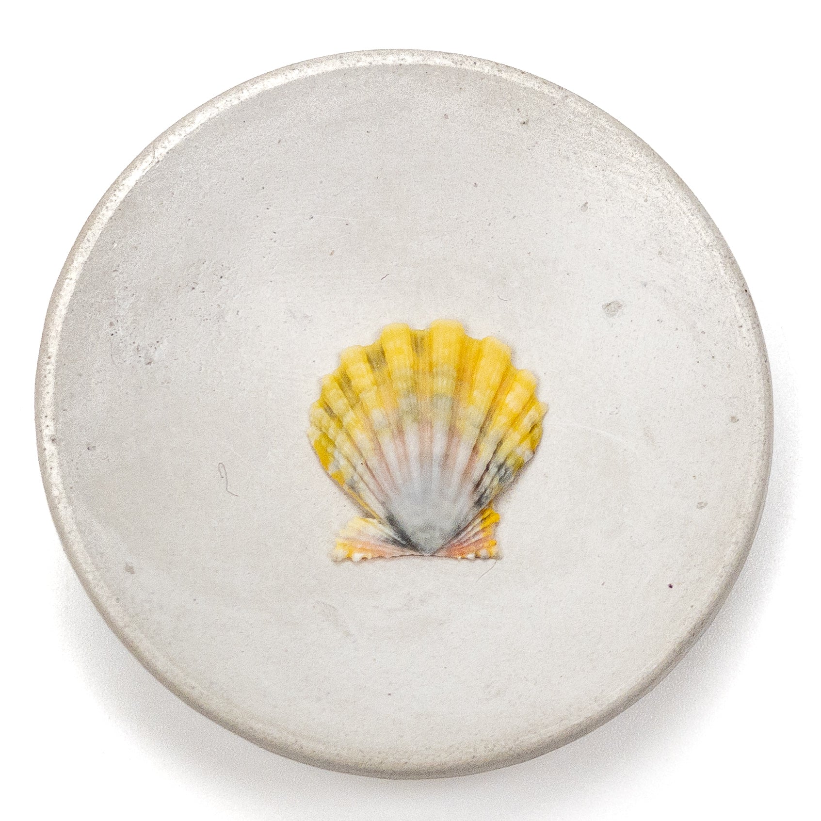 Hawaiian Sunrise Shell (Small/Medium) - 1 pc.