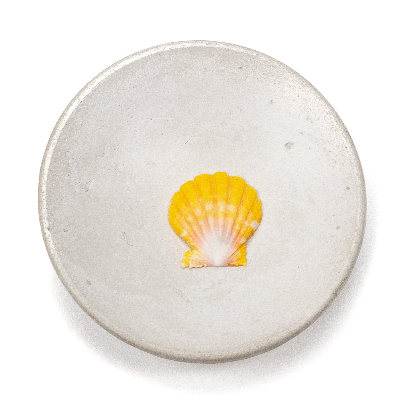 Hawaiian Sunrise Shell (Small/Medium) - 1 pc.