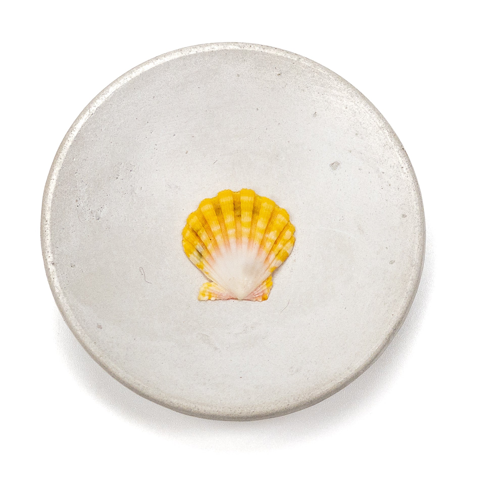 Hawaiian Sunrise Shell (Small/Medium) - 1 pc.