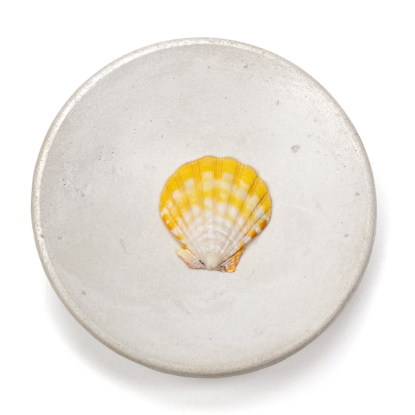 Hawaiian Sunrise Shell (Small/Medium) - 1 pc.