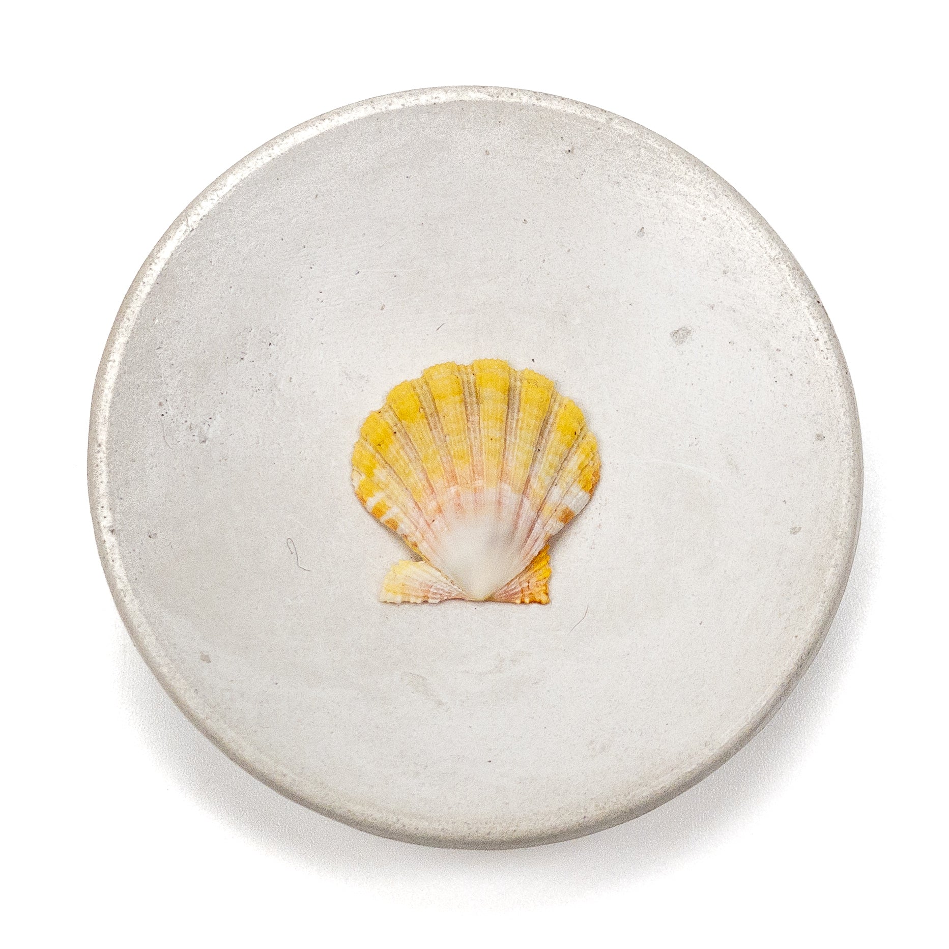 Hawaiian Sunrise Shell (Small/Medium) - 1 pc.