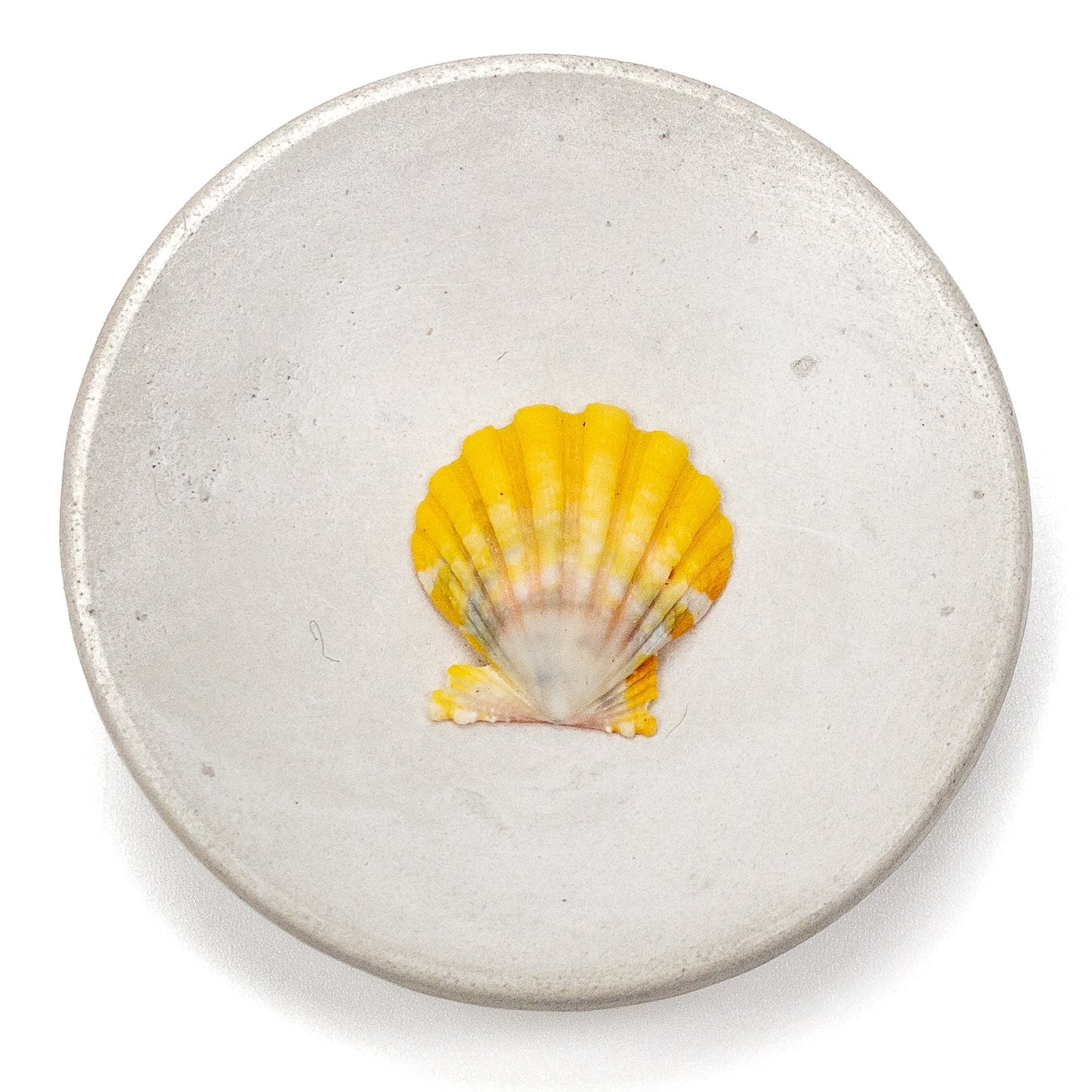 Hawaiian Sunrise Shell (Small/Medium) - 1 pc.