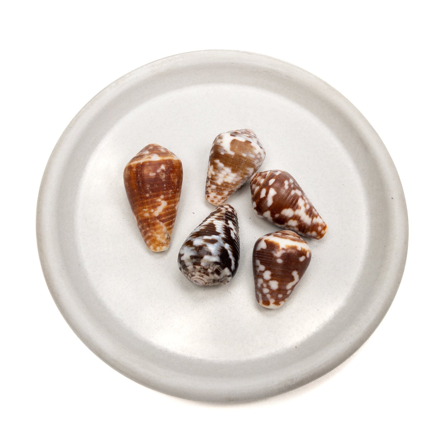 Large Drilled Hawaiian Cone Shell - 1 pc.