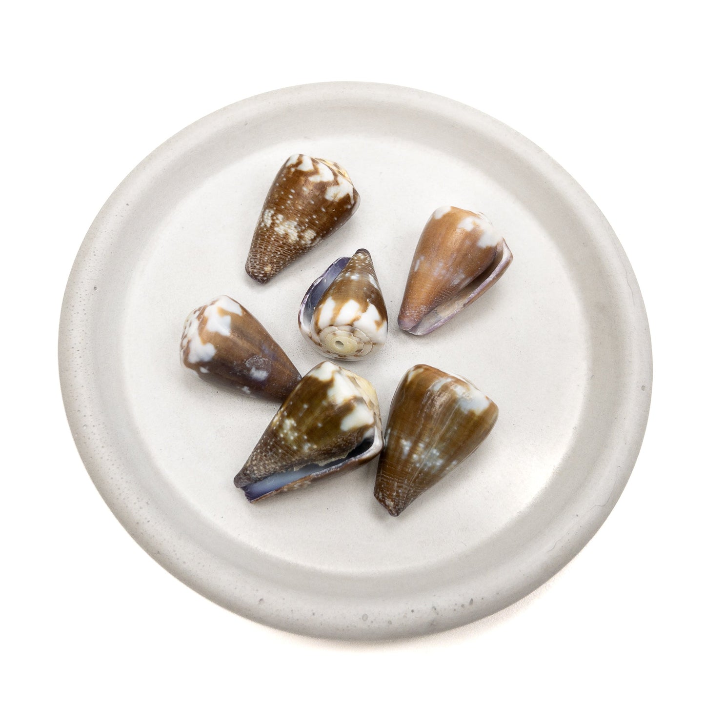 Large Drilled Hawaiian Cone Shell - 1 pc.