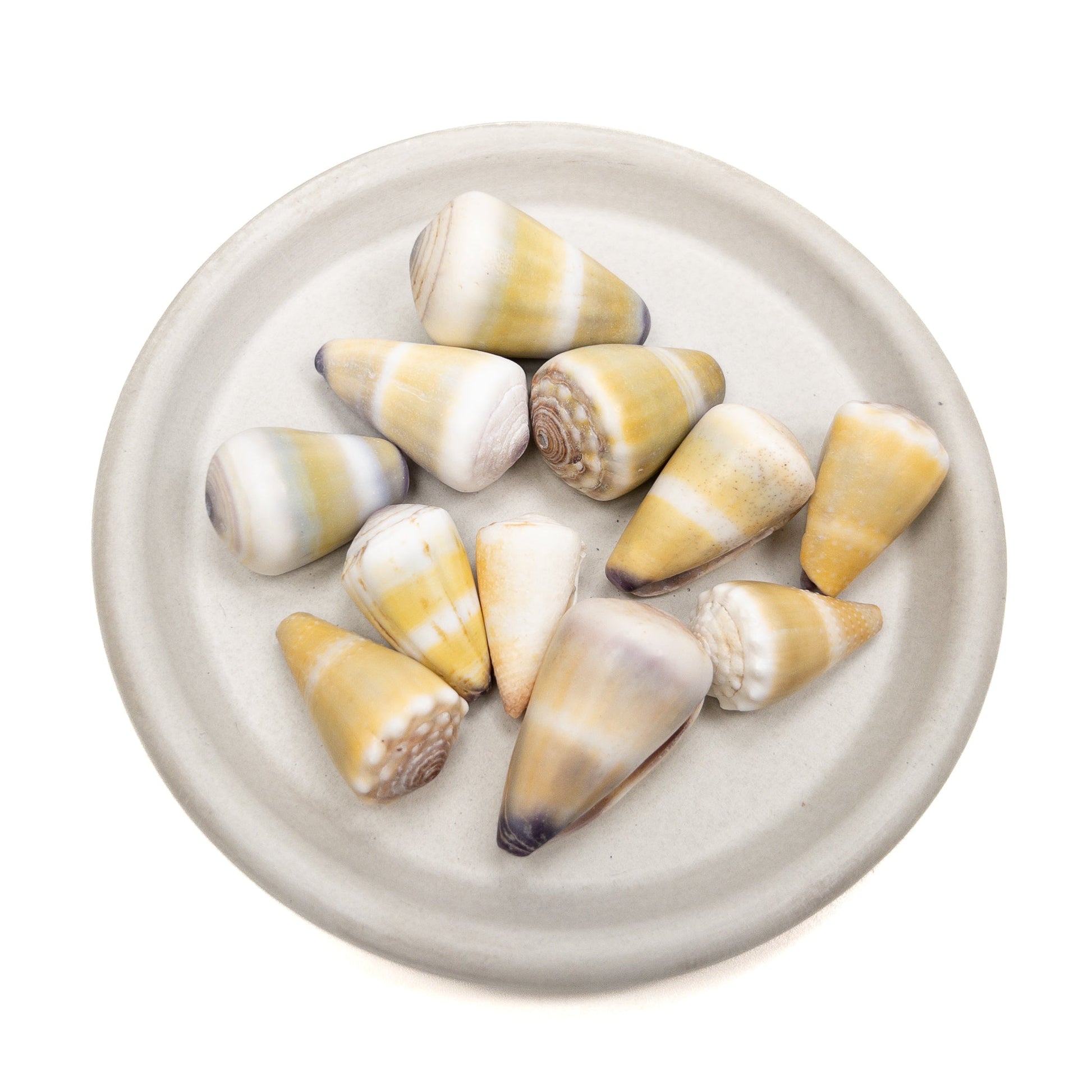 Large Drilled Hawaiian Cone Shell - 1 pc.