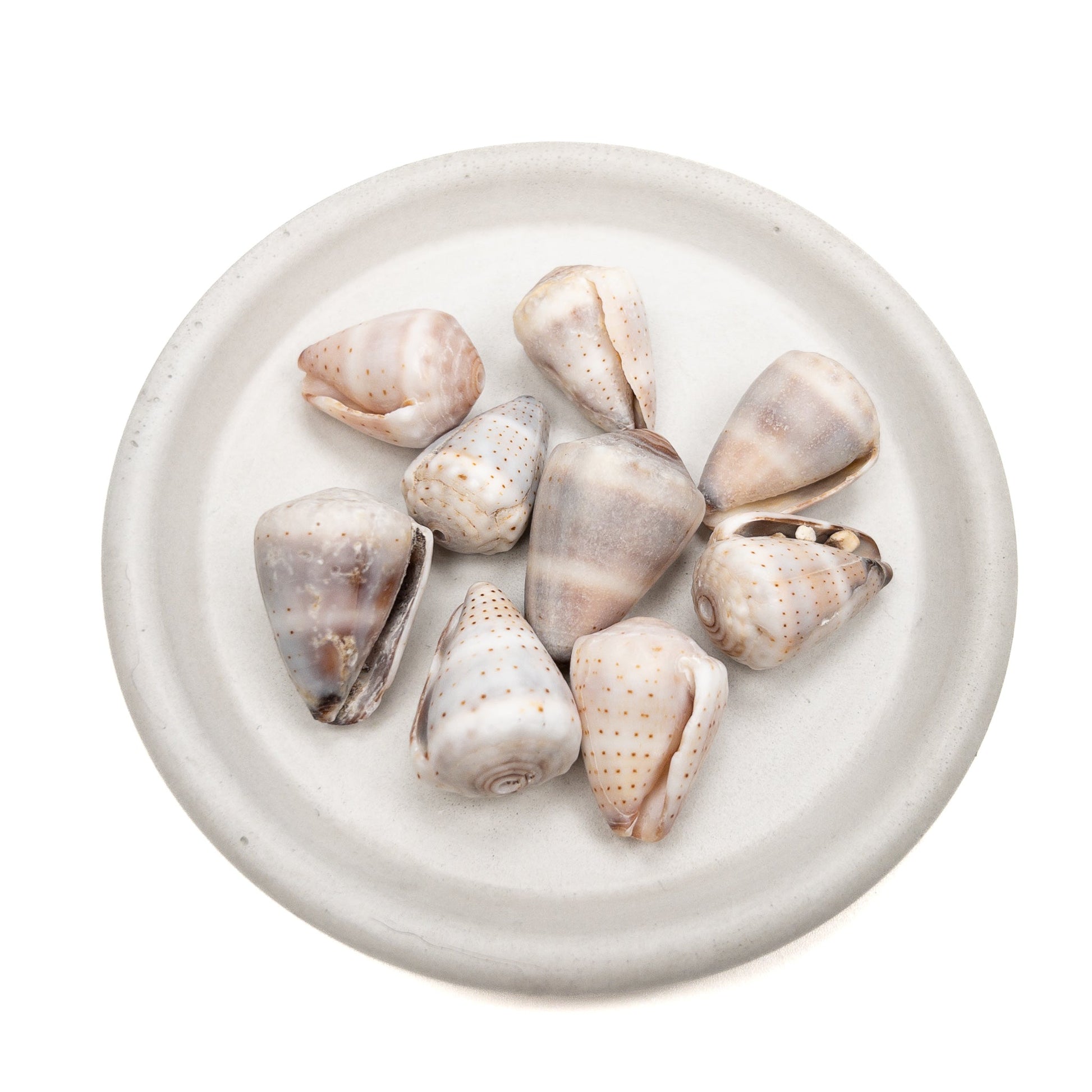 Large Drilled Hawaiian Cone Shell - 1 pc.