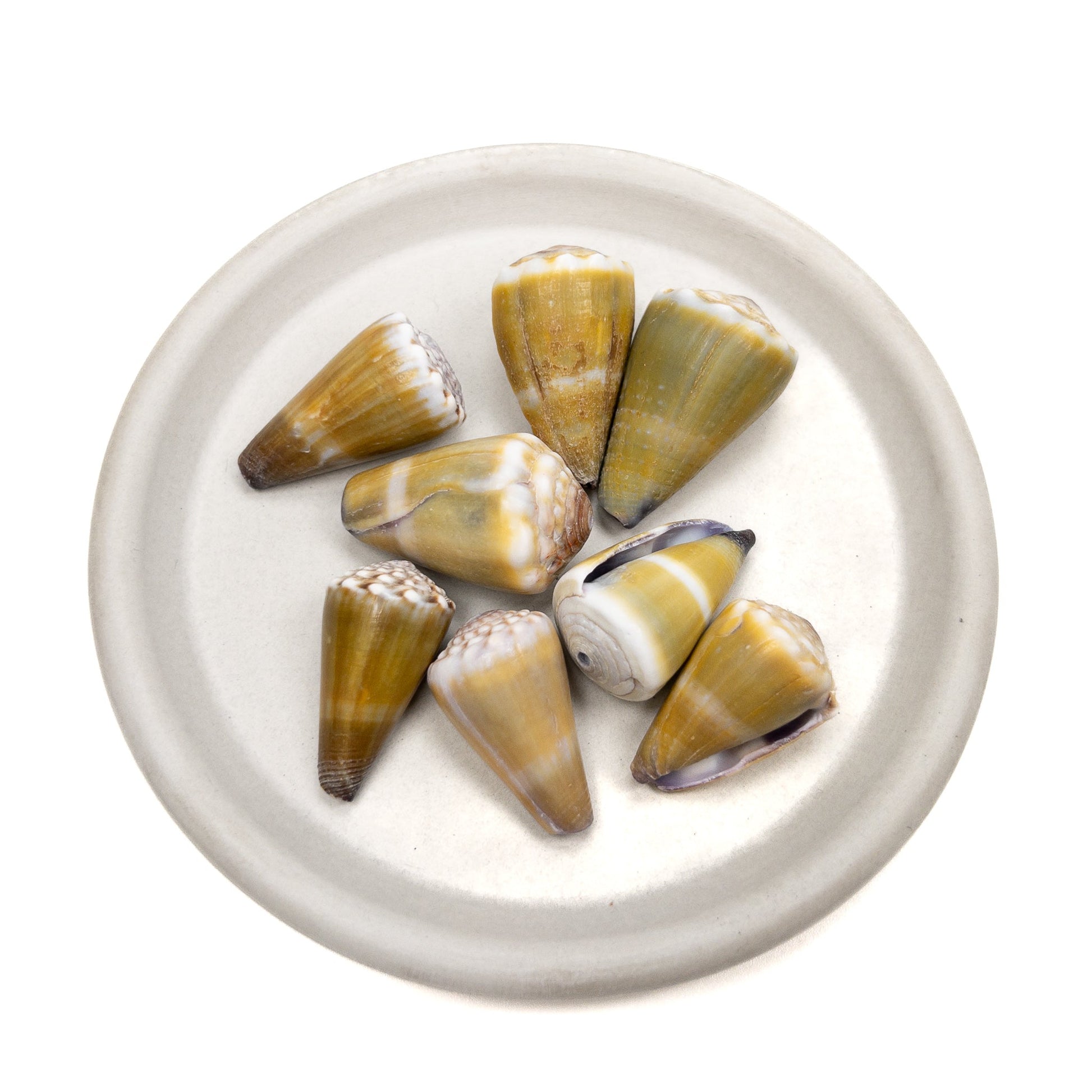 Large Drilled Hawaiian Cone Shell - 1 pc.