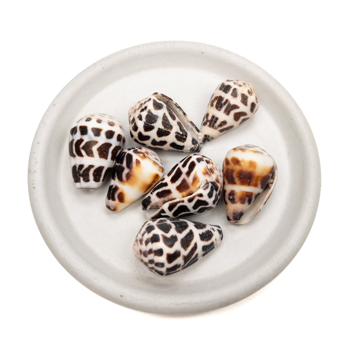 Large Drilled Hawaiian Cone Shell - 1 pc.