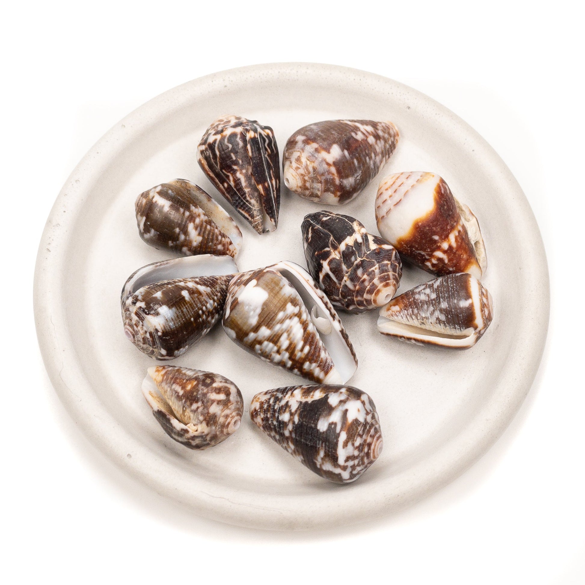 Large Drilled Hawaiian Cone Shell - 1 pc.