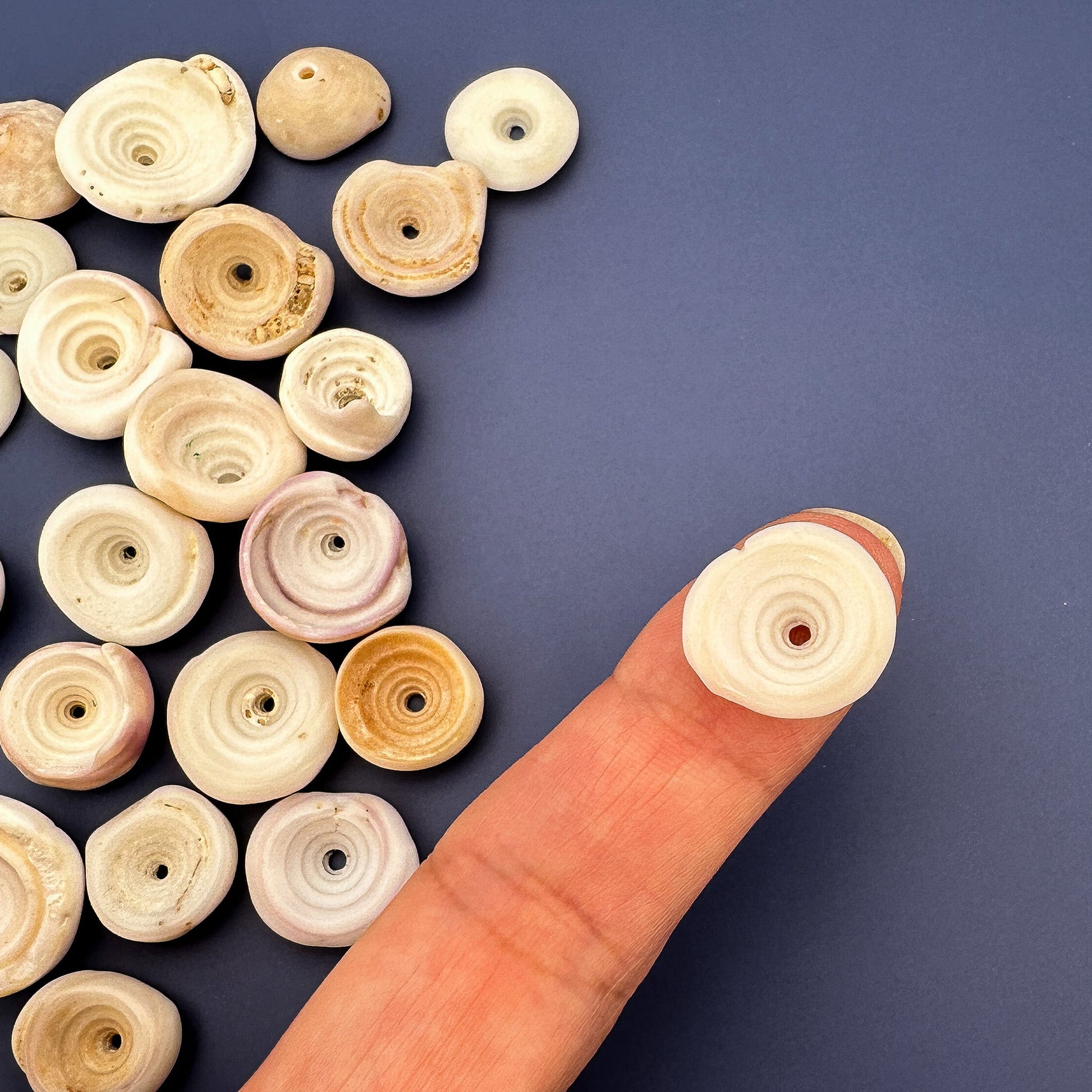 Large Puka Shell from Hawaii - 1 pc. (P365)-The Bead Gallery Honolulu