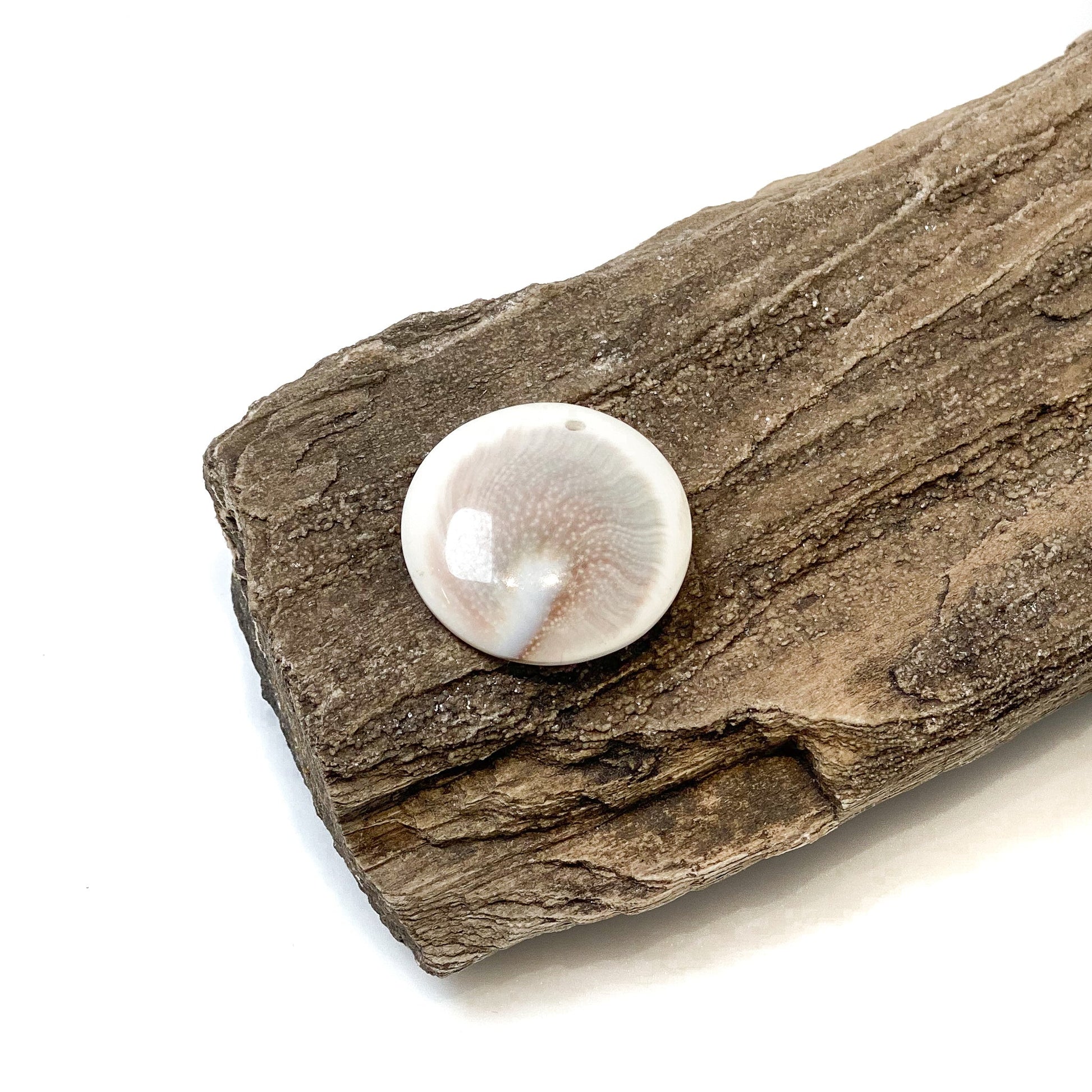 Shiva Eye Shell Pendant - Smooth Flat Round