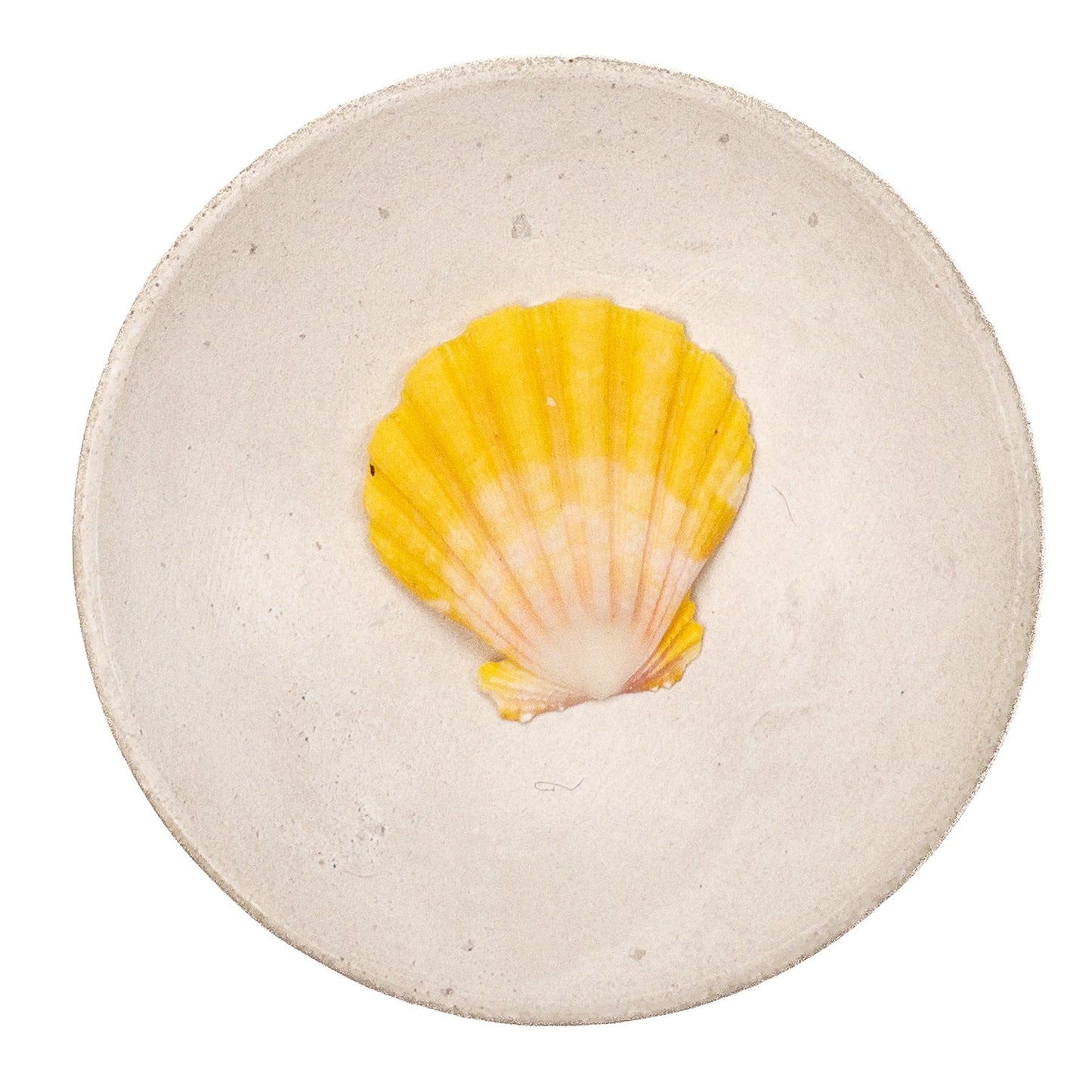 Super Premium Hawaiian Sunrise Shell - 1 pc.