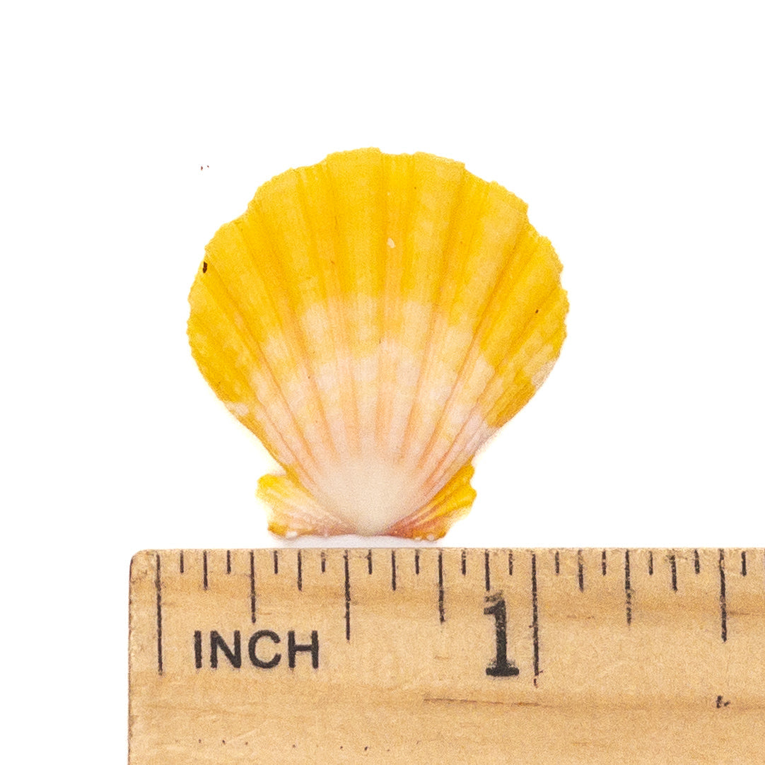 Super Premium Hawaiian Sunrise Shell - 1 pc.