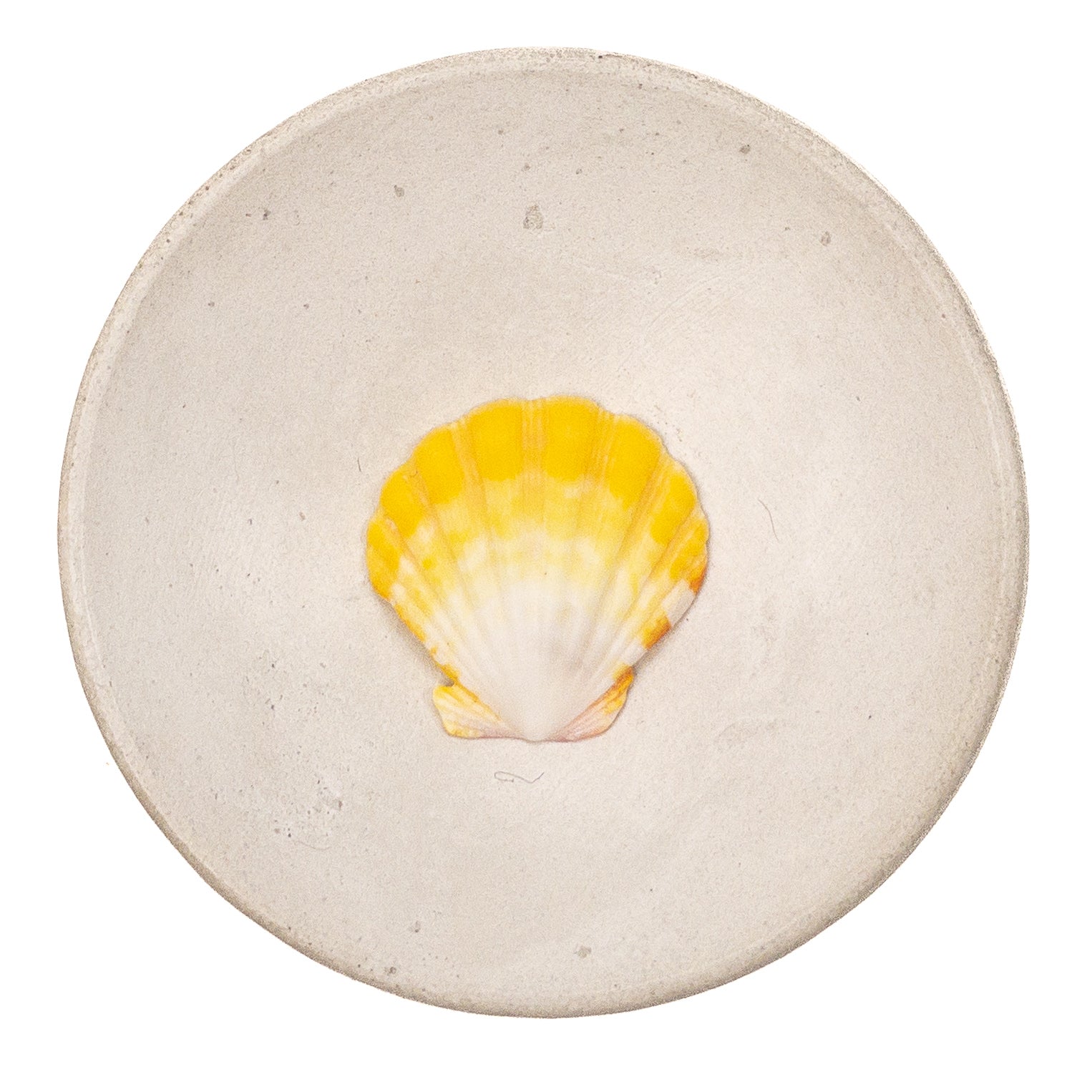 Super Premium Hawaiian Sunrise Shell - 1 pc.