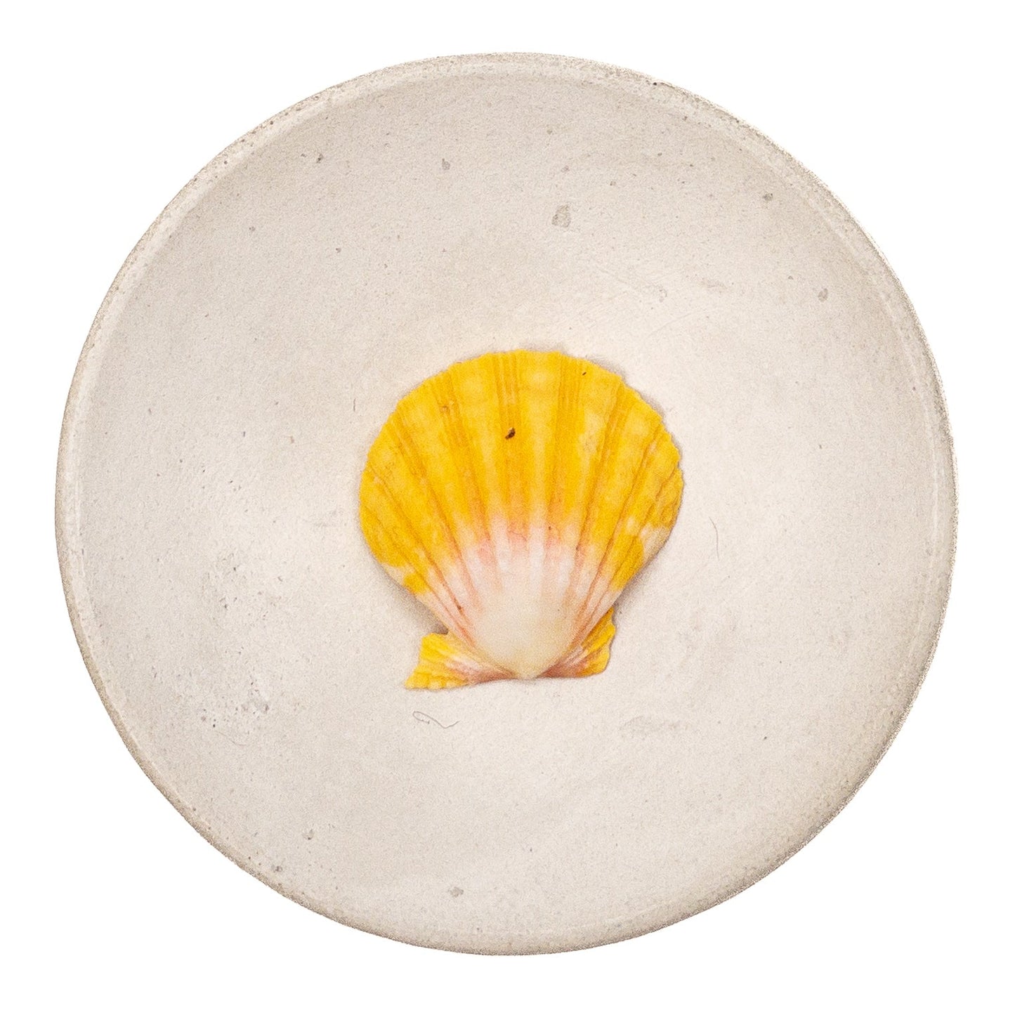 Super Premium Hawaiian Sunrise Shell - 1 pc.