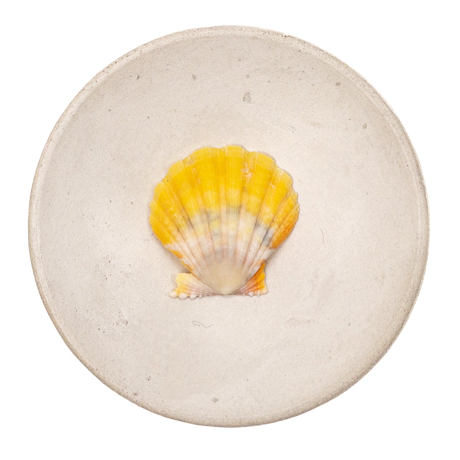 Super Premium Hawaiian Sunrise Shell - 1 pc.