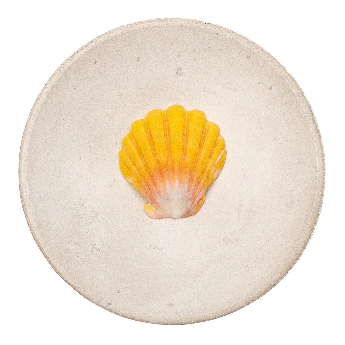 Super Premium Hawaiian Sunrise Shell - 1 pc.