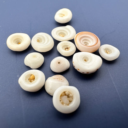 Undrilled Hawaiian Puka Shell - 10 pcs. (P3202)