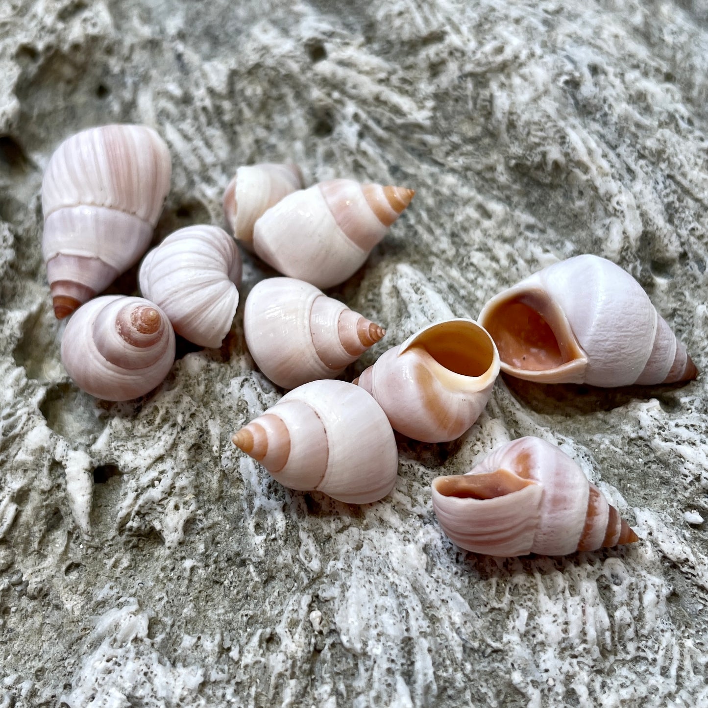 Shells from Tahiti (UNDRILLED) - 10 pcs.